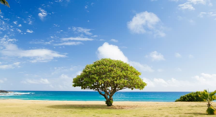 green tree on beach