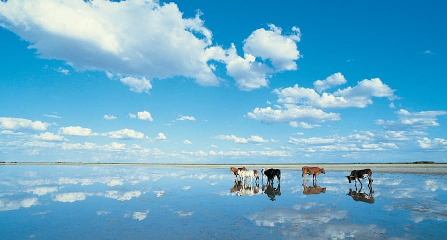 blue sky on water with cattle