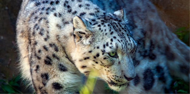 a snow leopard