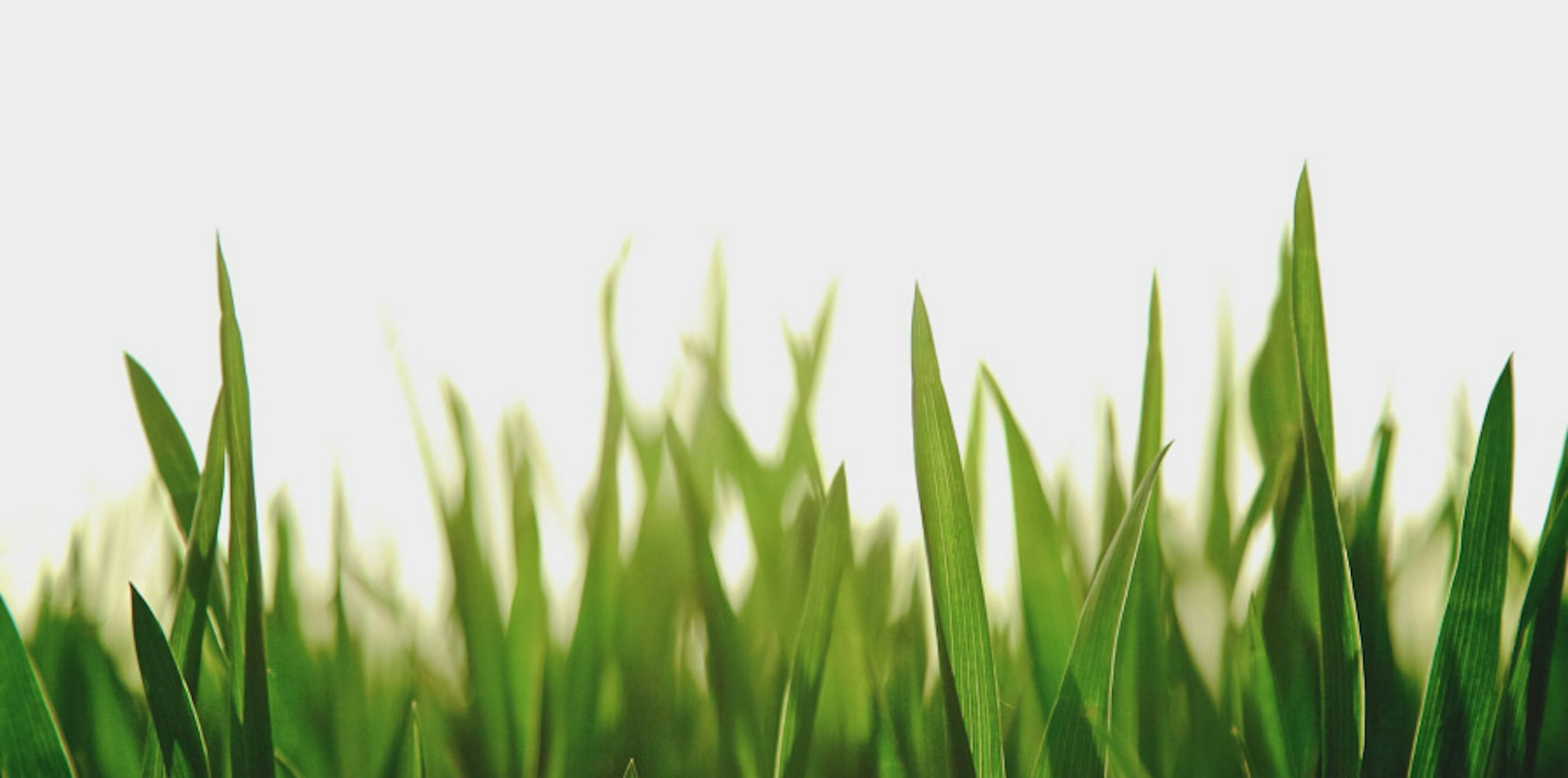 grass