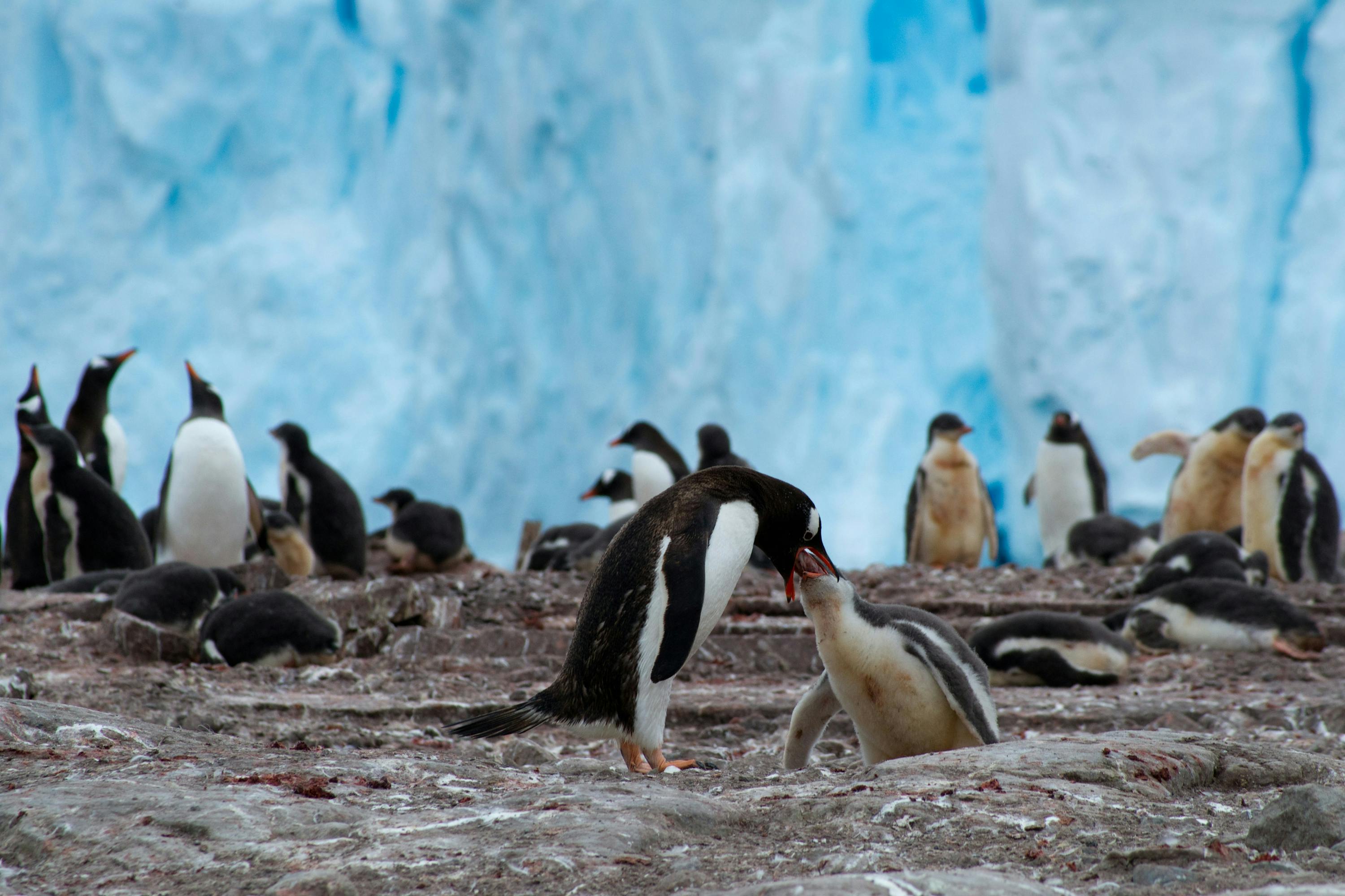 Penguins in front of an ice wall