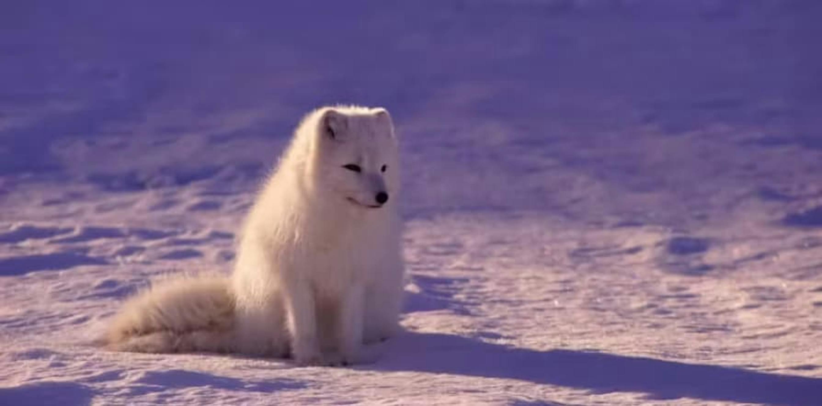 white wolf in sunlight