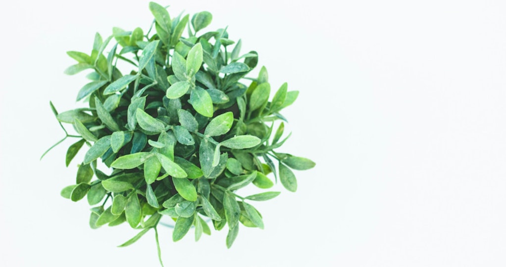 une plante verte