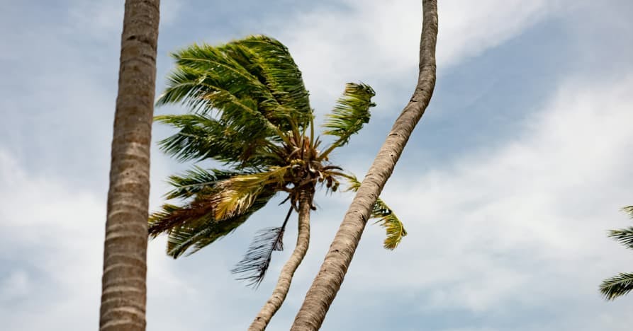 palm tree in wind