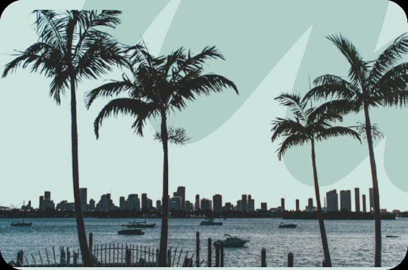 palm trees