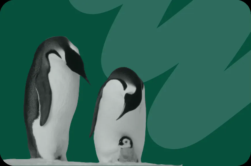Are Emperor Penguins Endangered Are emperor penguins endangered