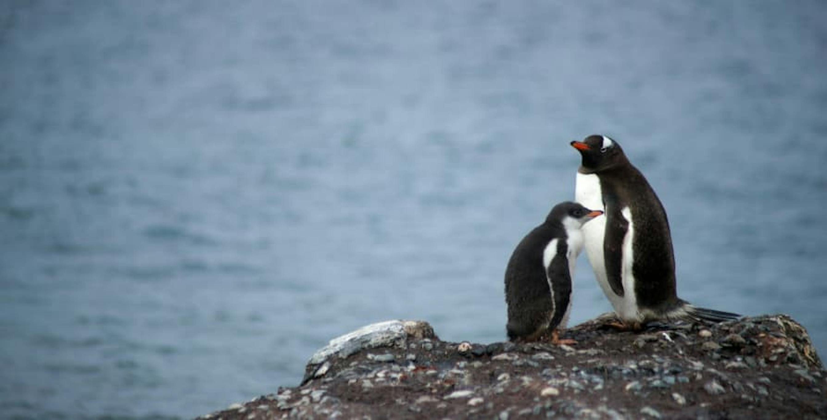 two penguins on a rock