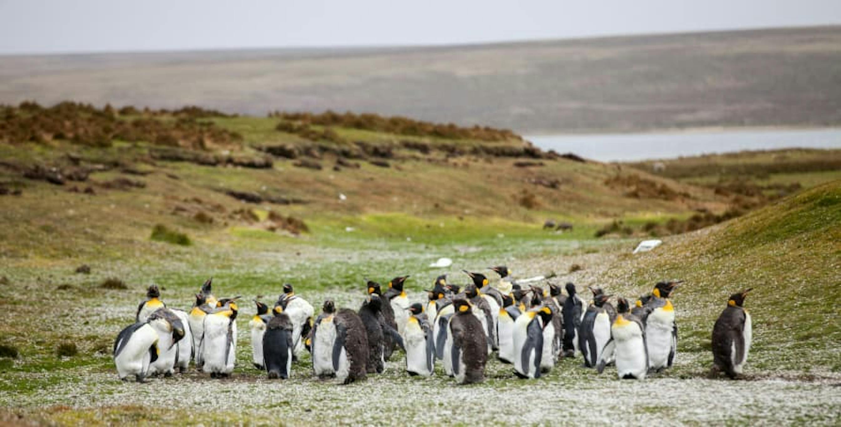 penguins on land