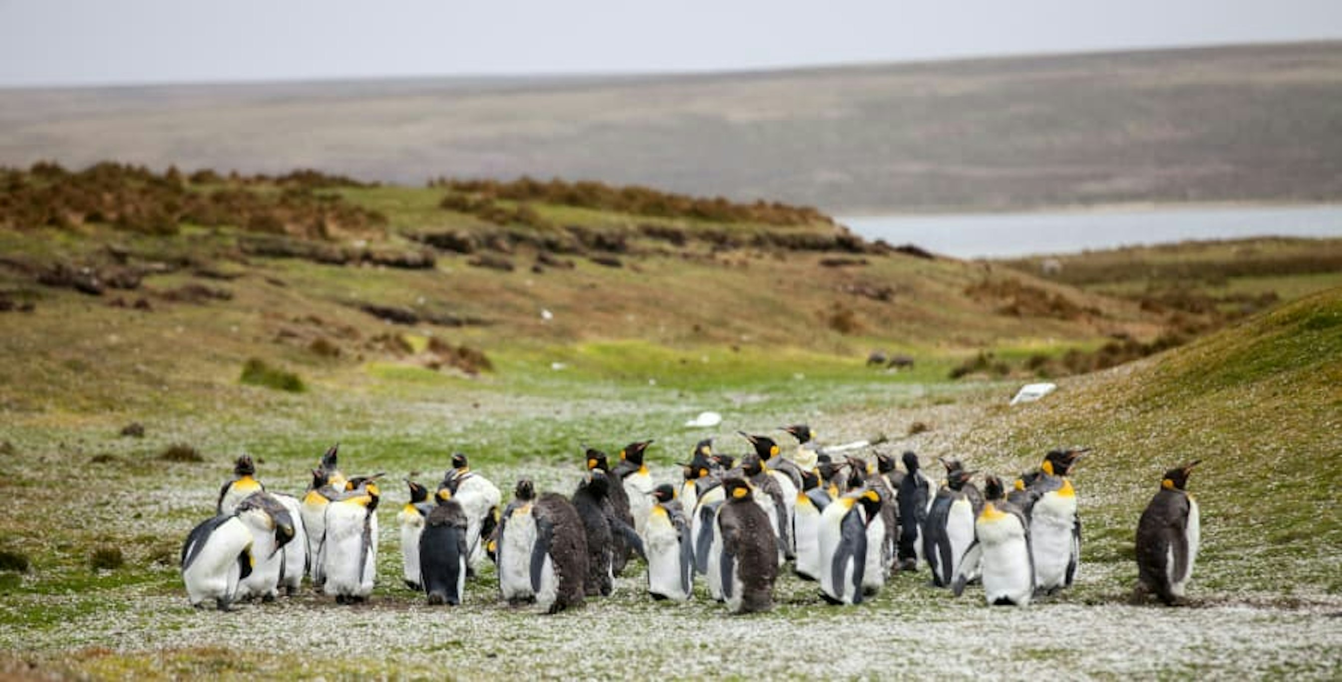 penguins on land