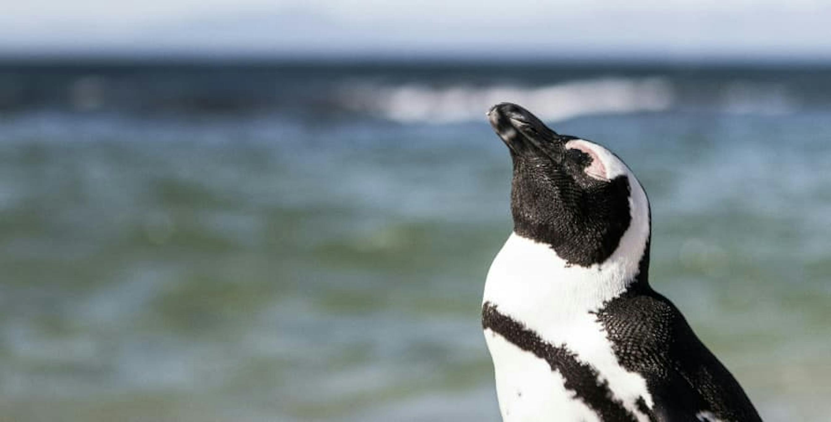 penguin basking in the sun