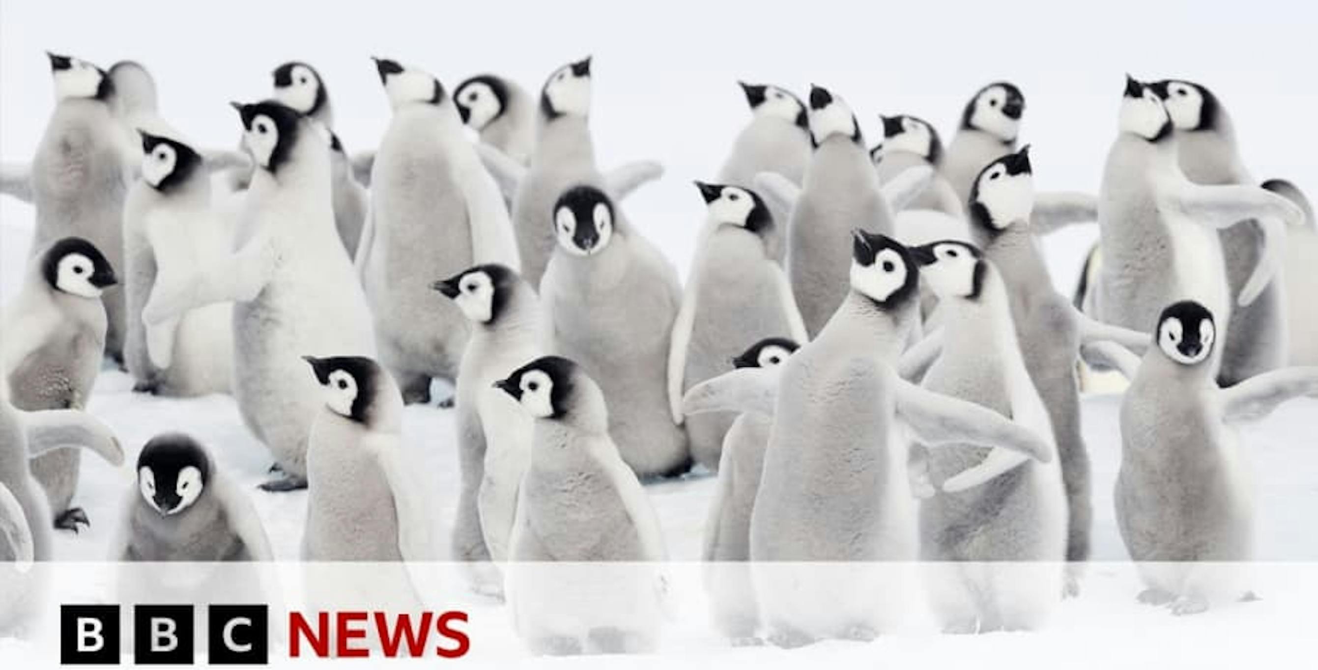 penguins bbc news