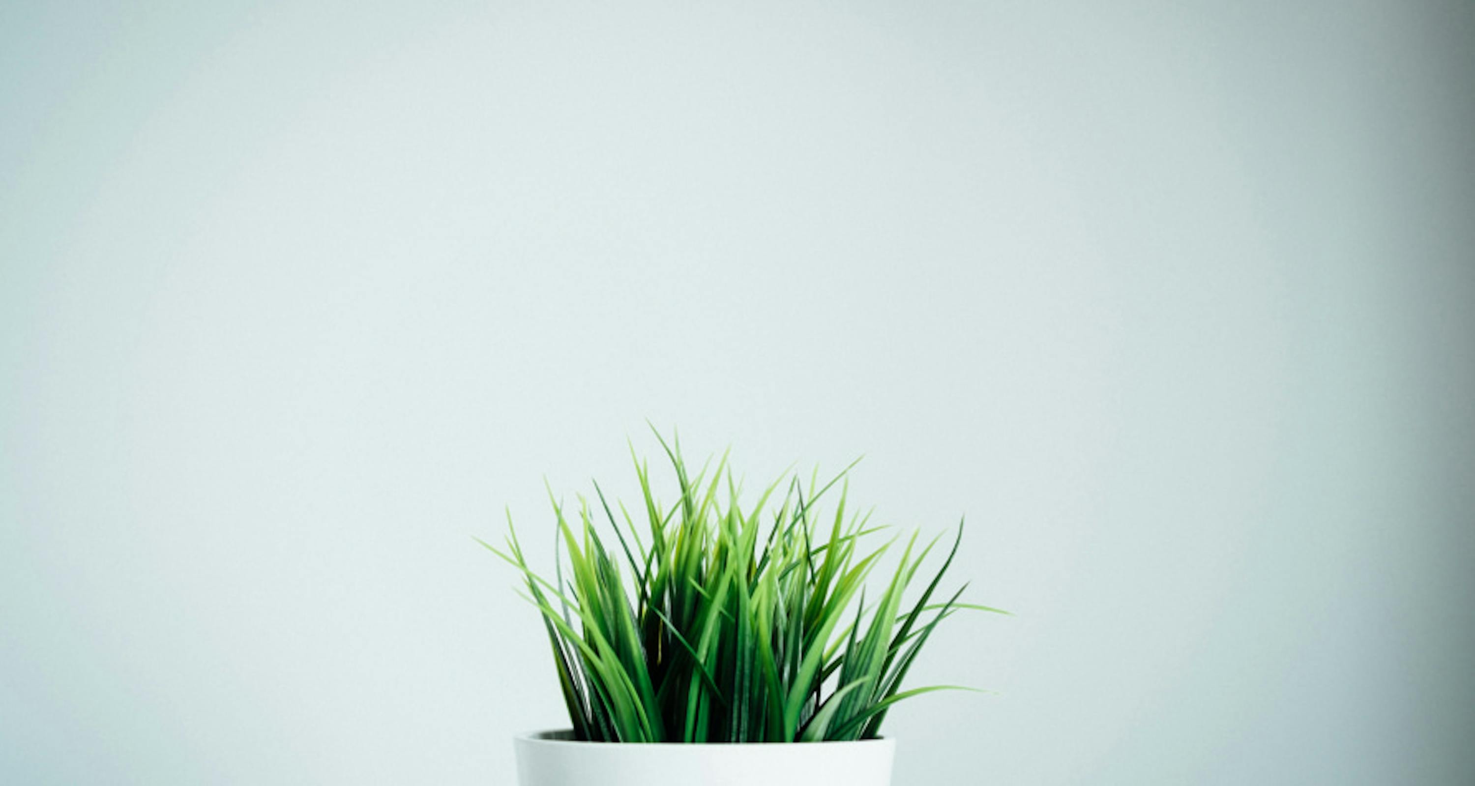 potted grass