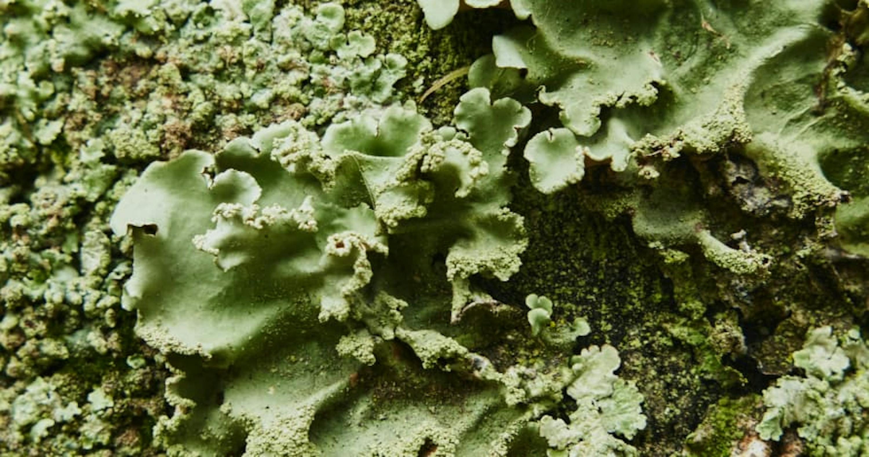 moss and green plants