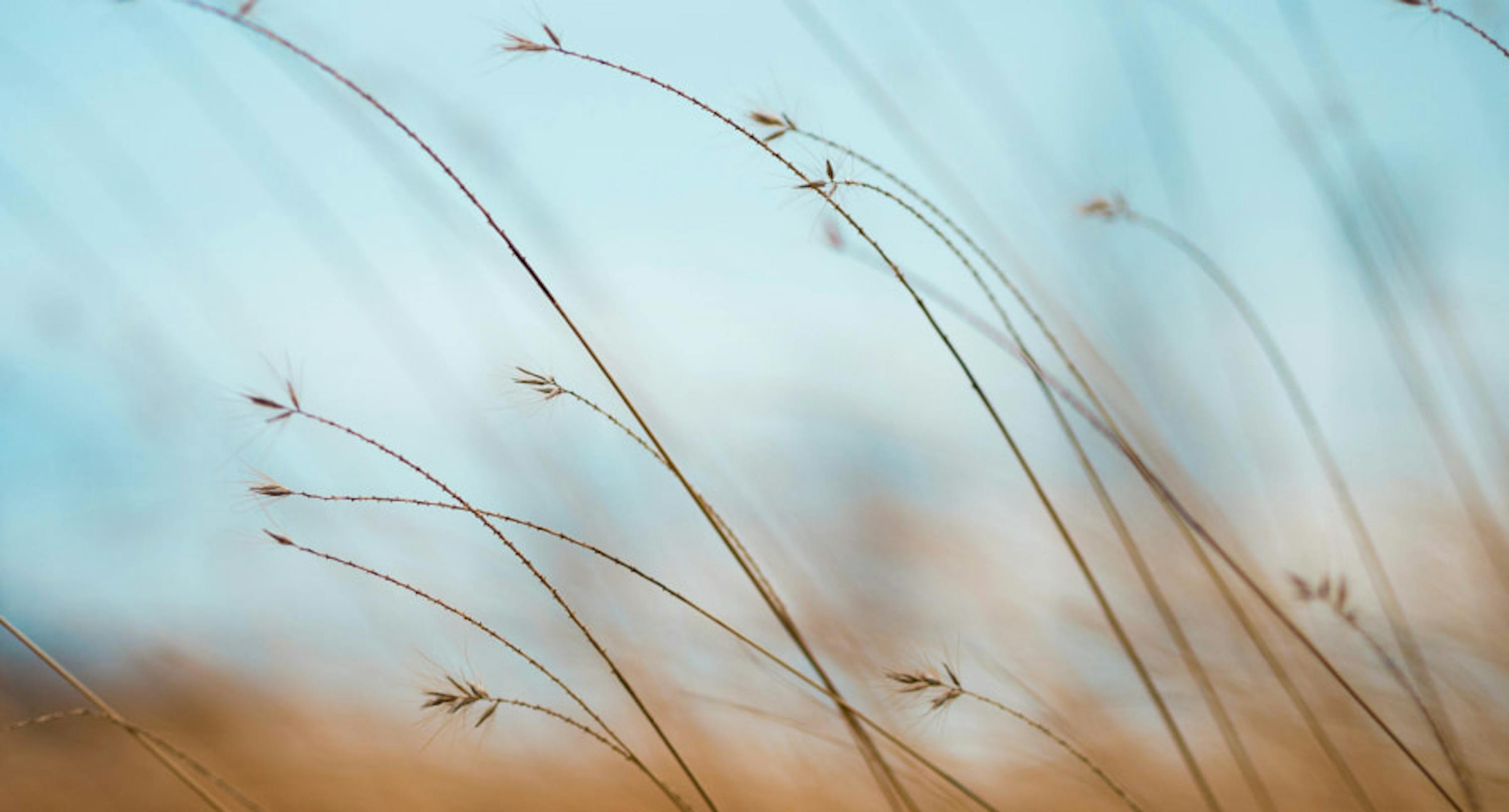 plants in wind