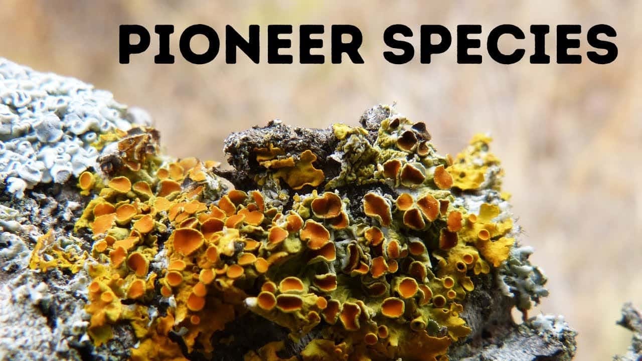 pioneer species