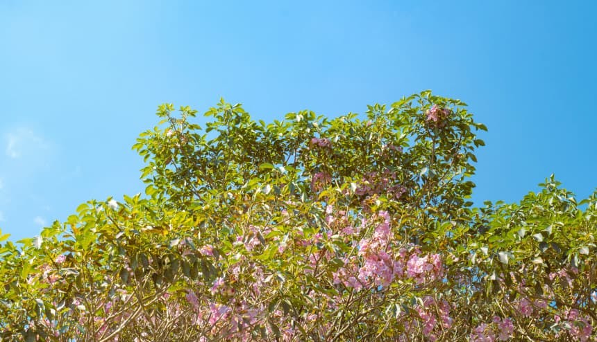 trees with pink flowers blue sky