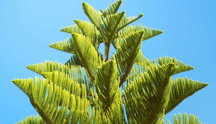 tree in blue sky