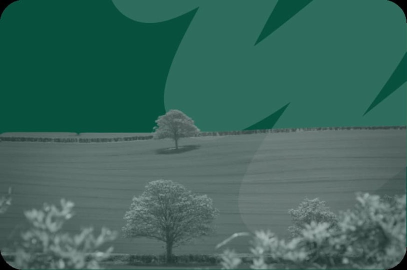 trees in field