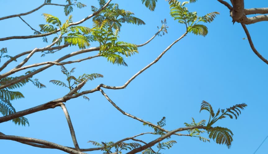 trees in blue sky