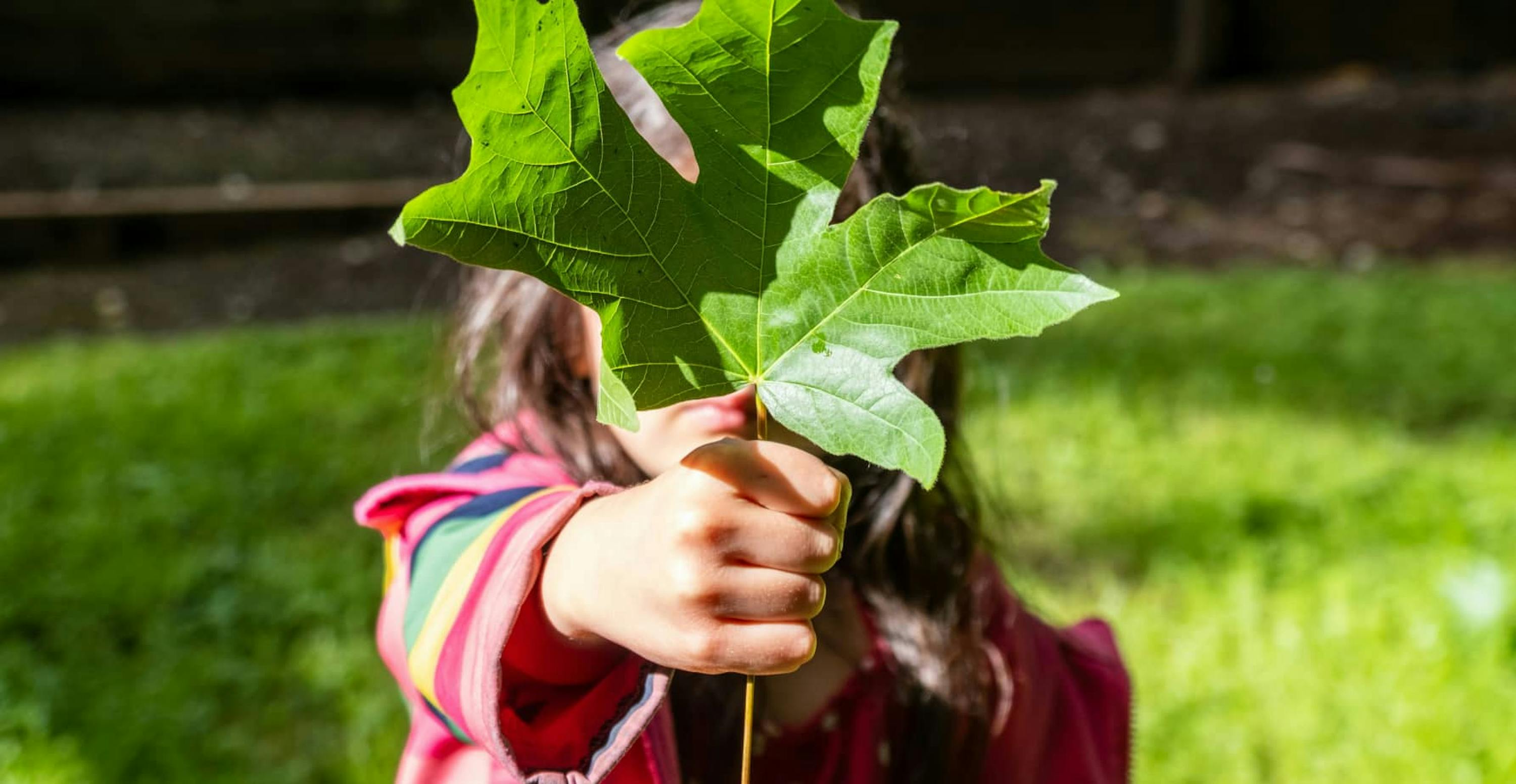 person holding a giant leaf