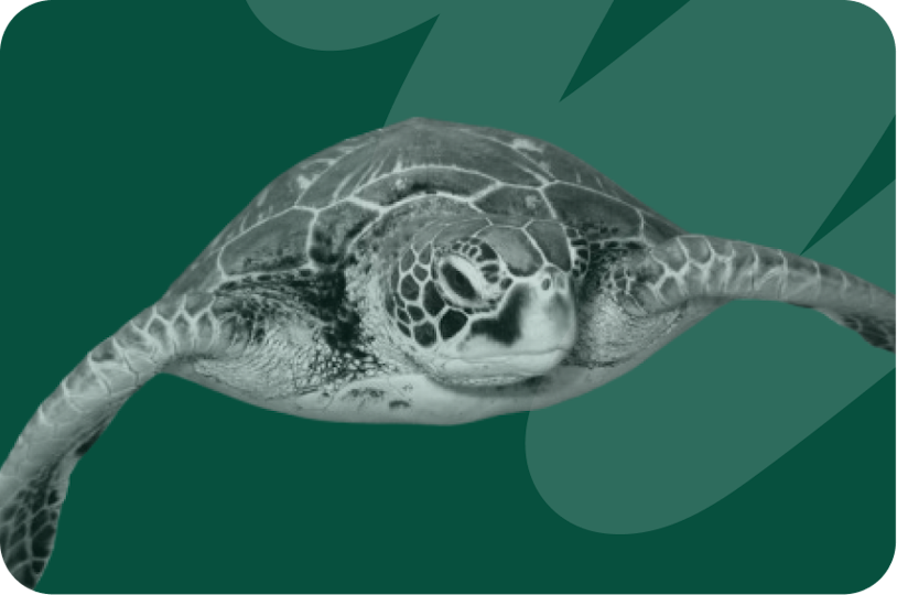 Turtle