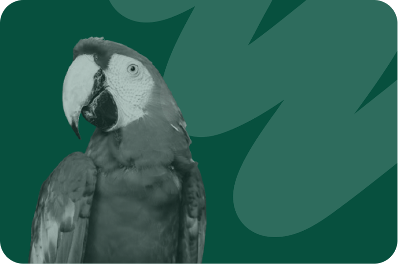 Parrot