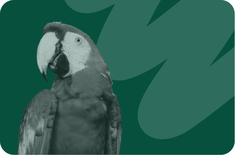 Parrot
