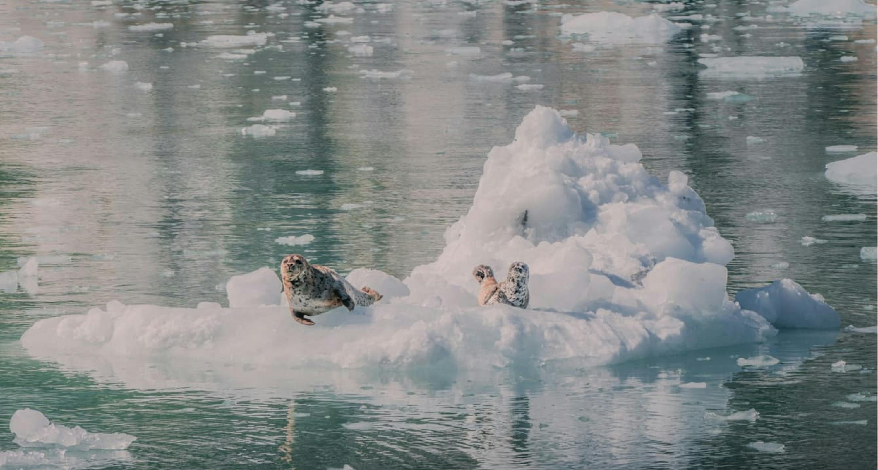 three seals