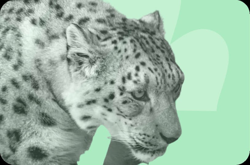 snow leopard