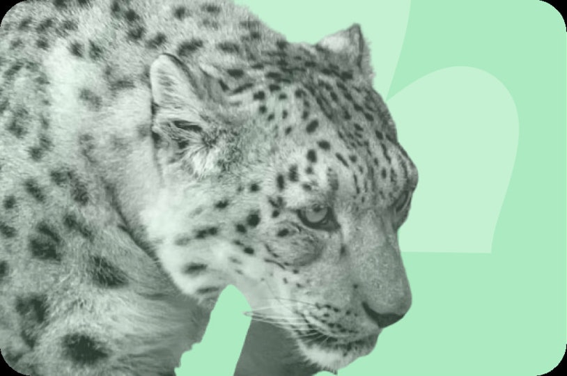 snow leopard