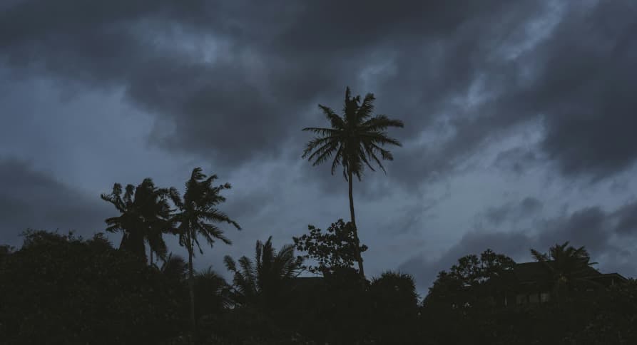 storm with palm trees dark clouds