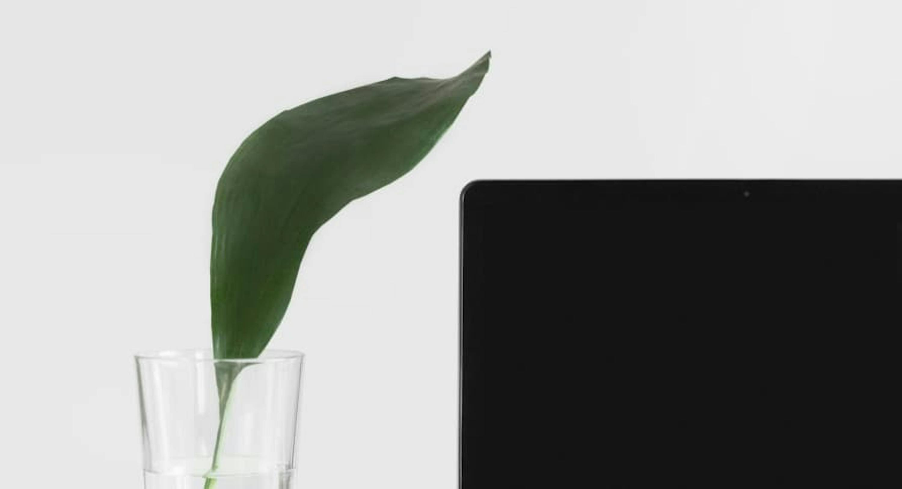 laptop next to leaf in glass