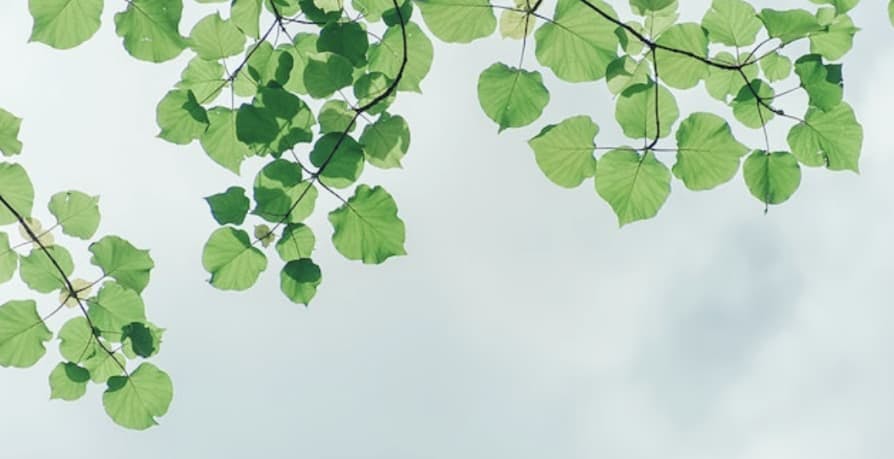 leaves with clouds behind