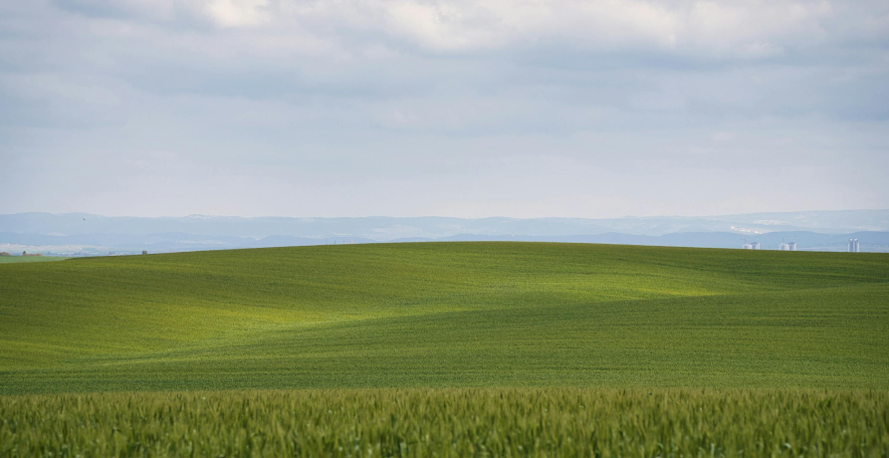 étendue d'herbe