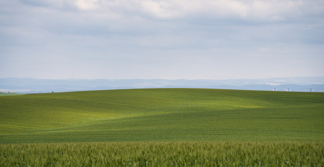étendue d'herbe