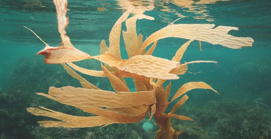 seaweed floating in sea water
