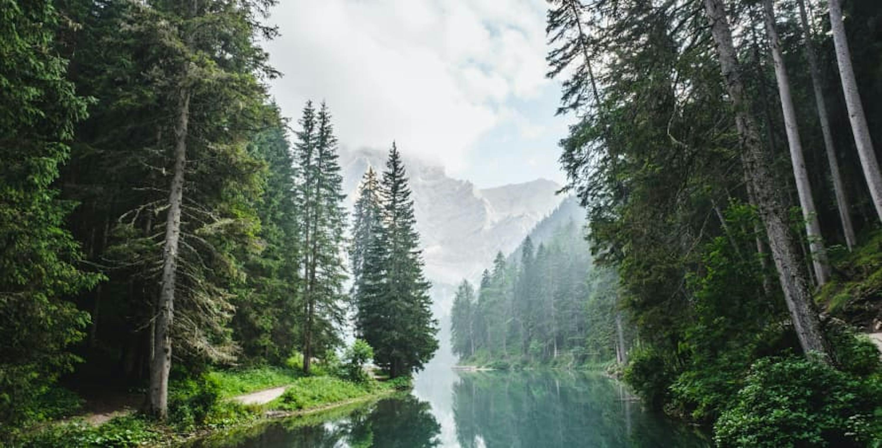 forest with lake reflection