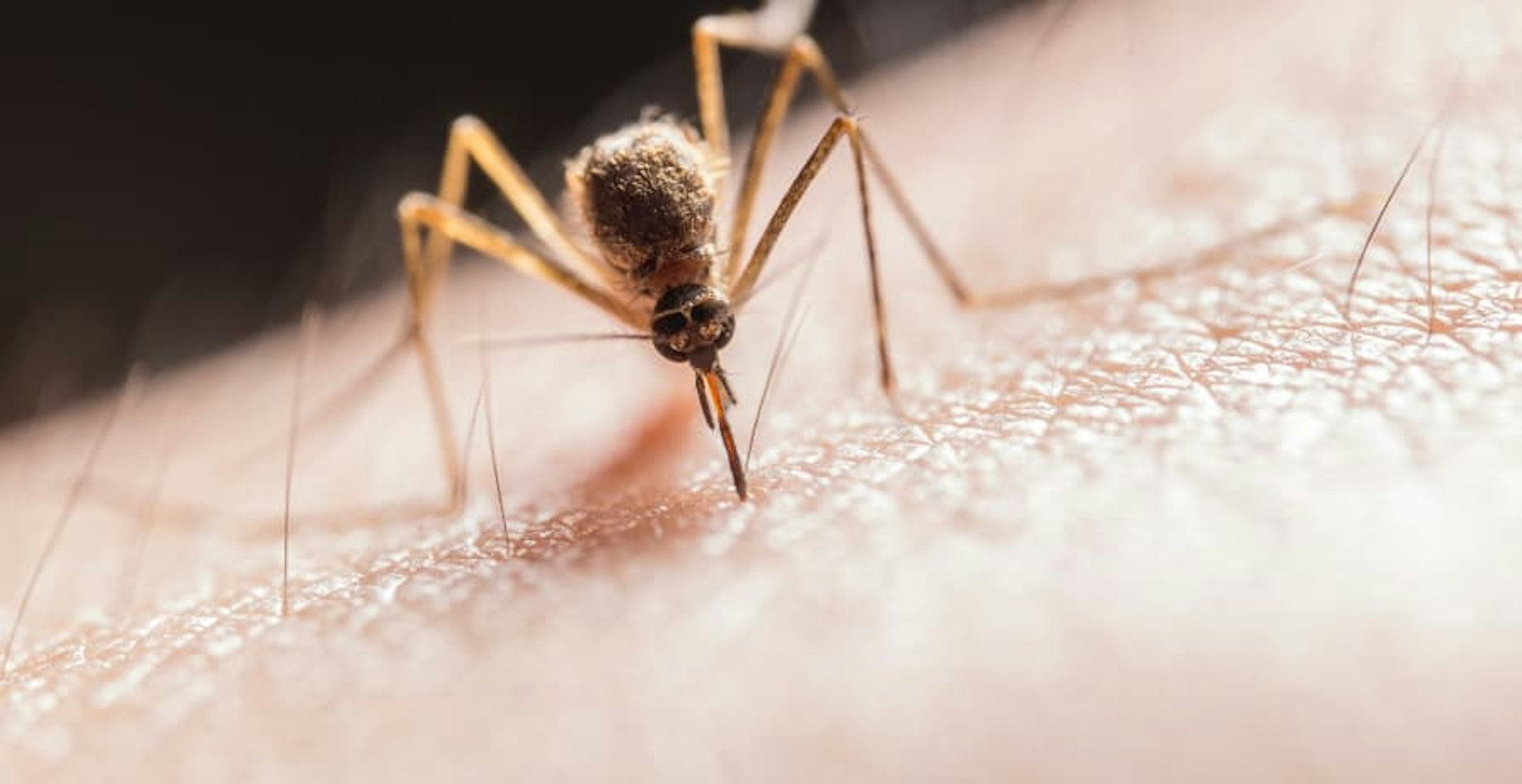 mosquito on skin