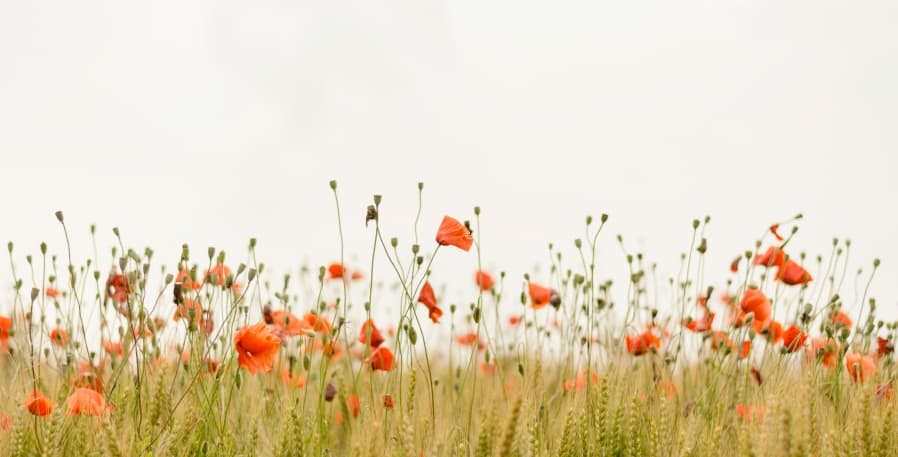 small red flowers in field