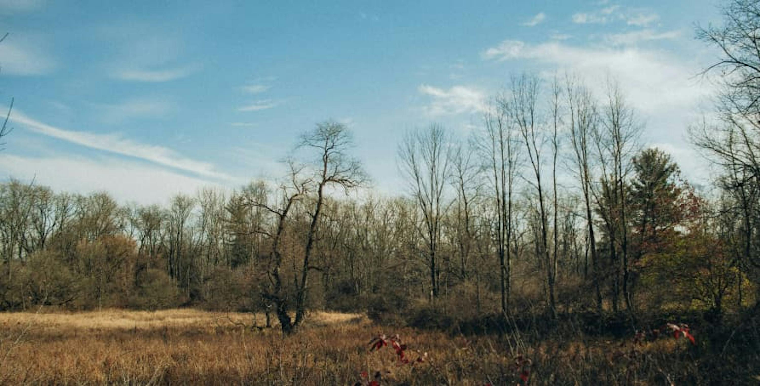 woods in Michigan blue sky