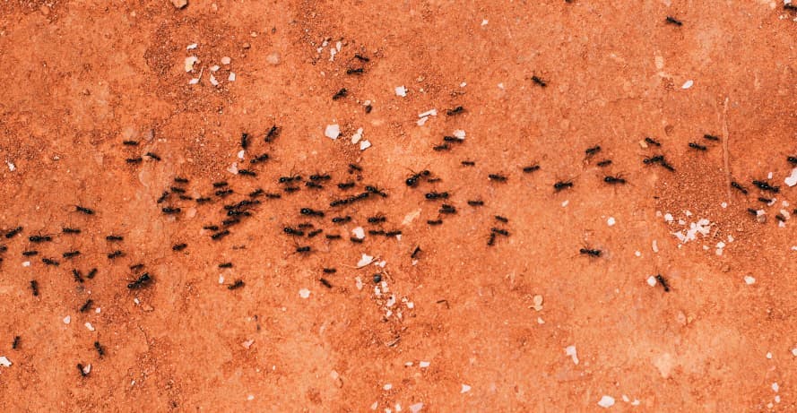 ants crawling in desert