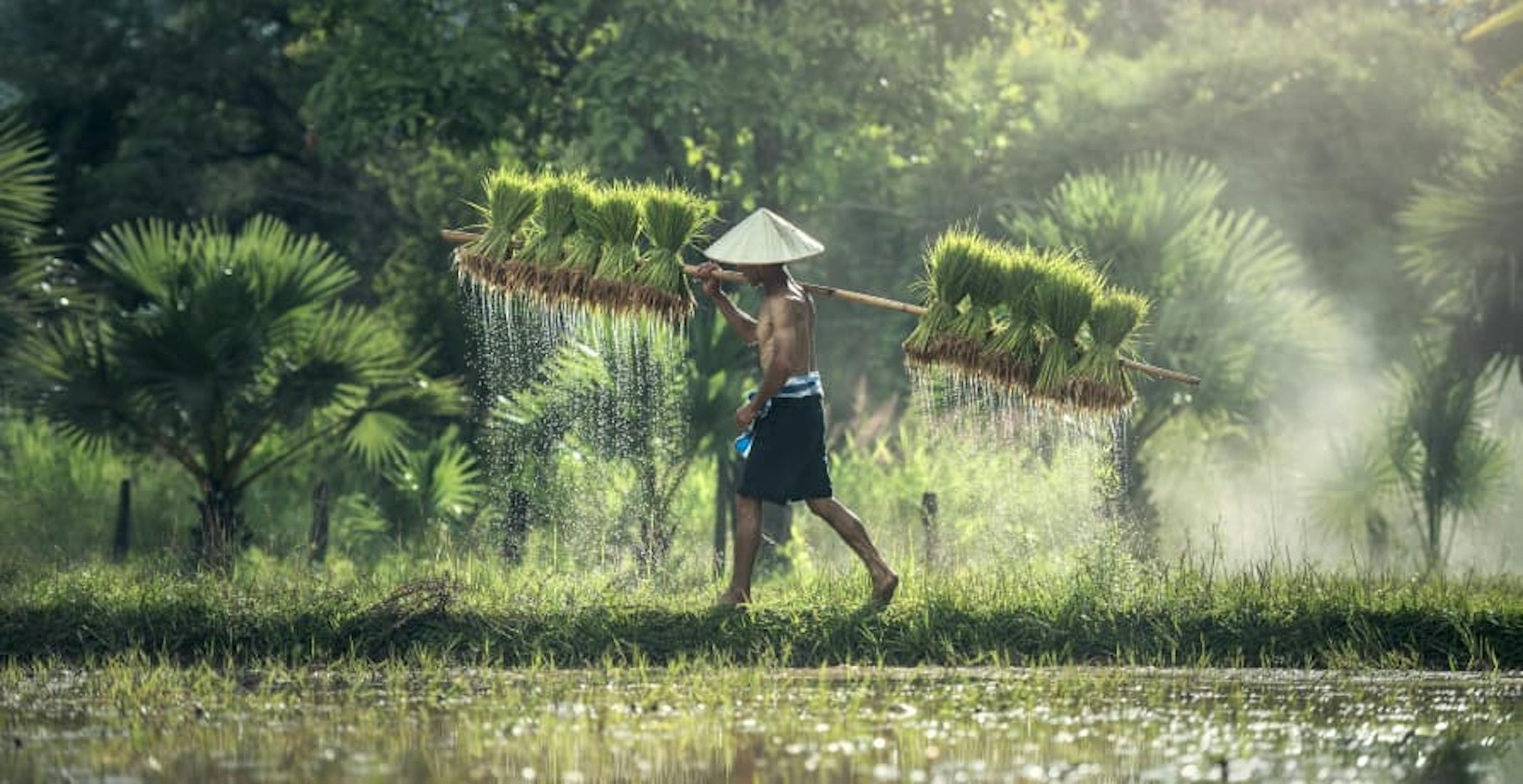 rice farmer carrying produce