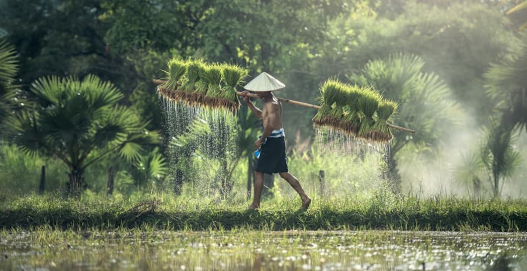 man walking through rice paddy carrying rice crop