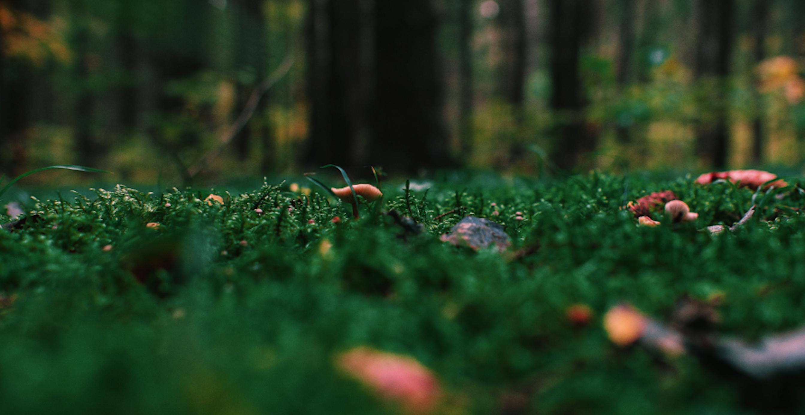 fungi growing on ground
