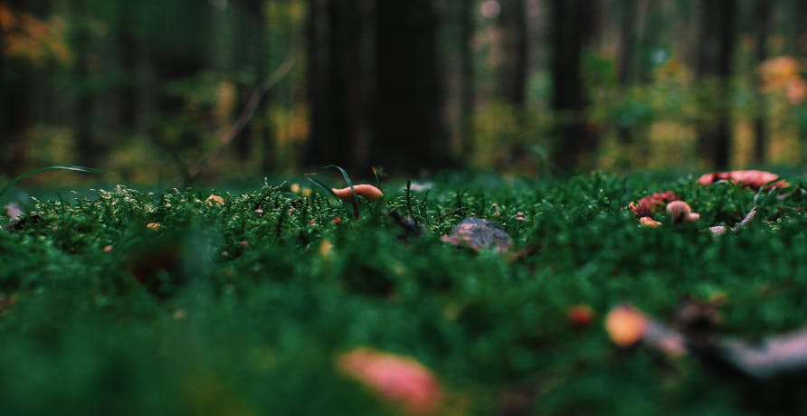 fungi growing on ground