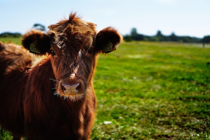 cow front of a grass landscape