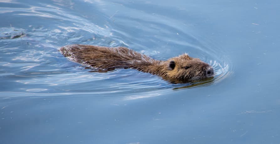 beaver swimming through water