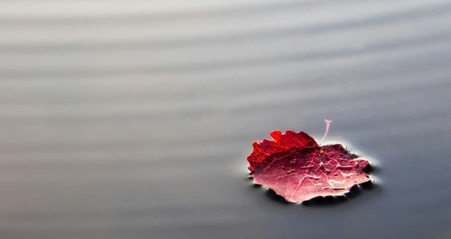 singe leaf in water