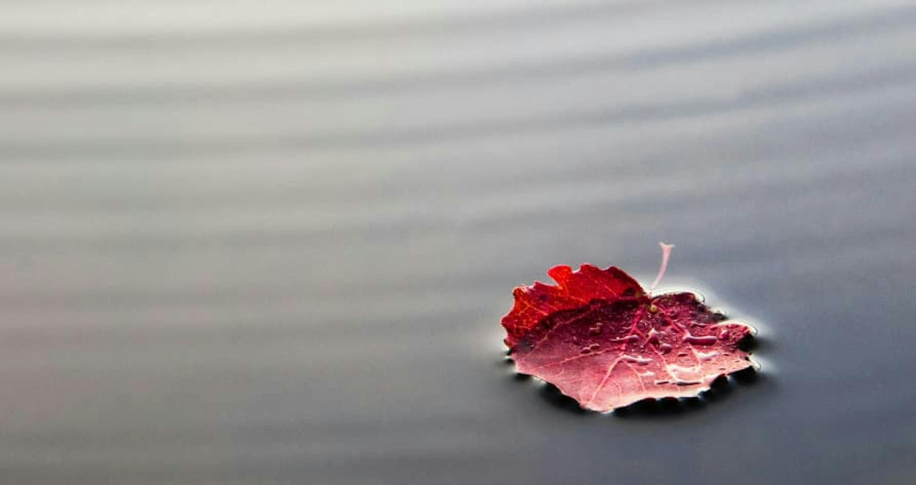 singe leaf in water