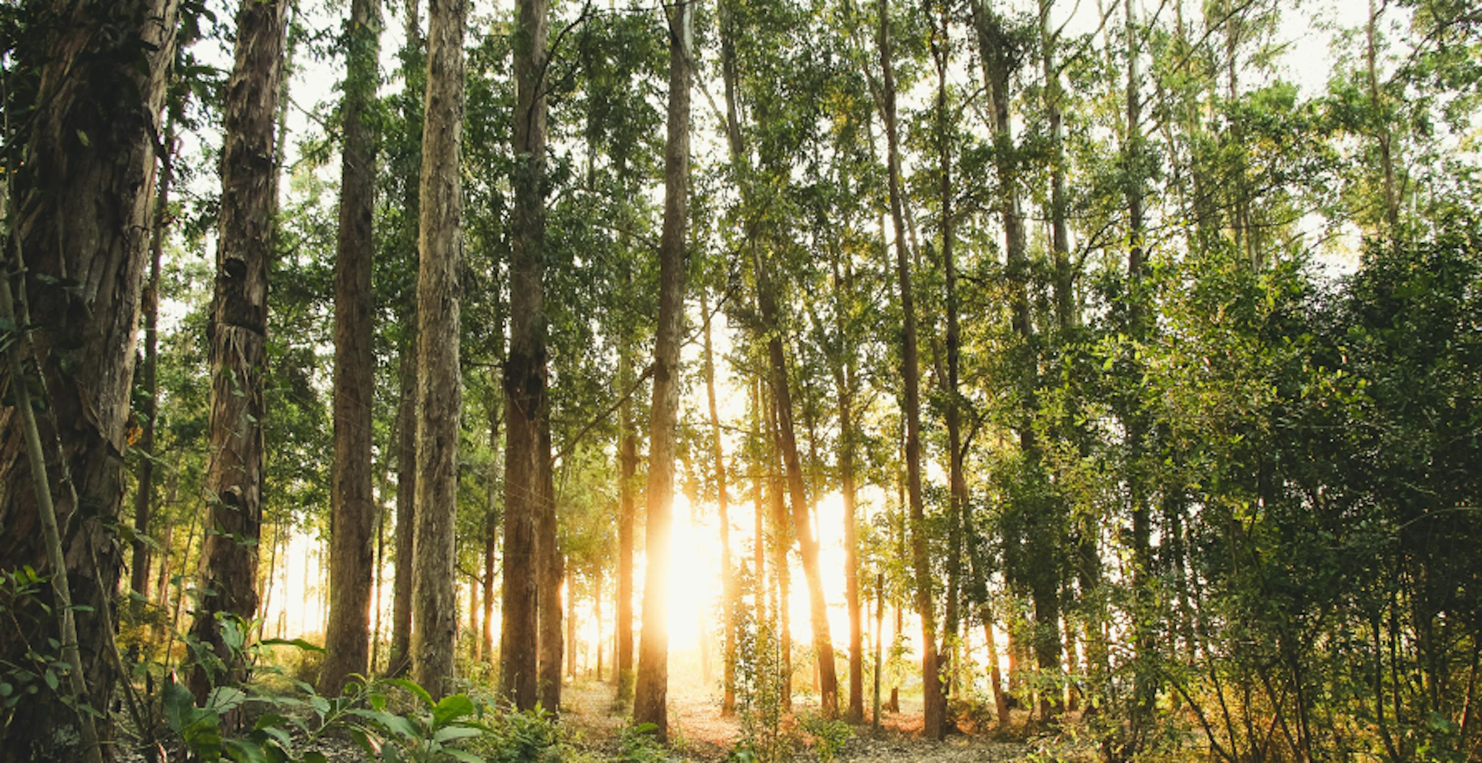 woodland with sun shining through the trees